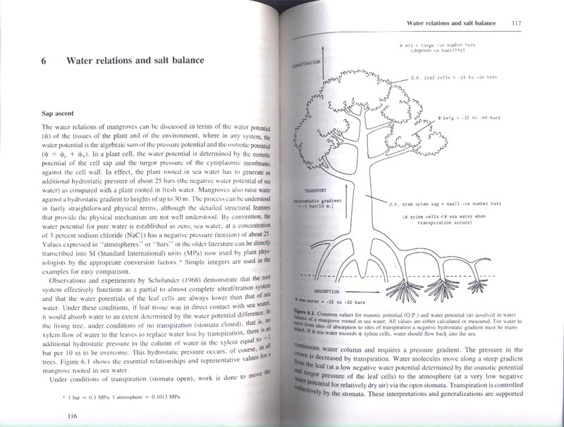 The Botany of Mangroves - Reprint - aus dem Buch